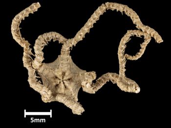 Media type: image;   Invertebrate Zoology OPH-2824 Description: Bottom of brittle star with mouth visible.;  Aspect: ventral
